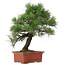 Pinus Thunbergii, 57 cm, ± 25 Jahre alt