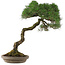 Pinus Thunbergii, 63 cm, ± 30 anni, in un vaso giapponese fatto a mano