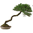 Pinus Thunbergii, 63 cm, ± 30 years old, in a handmade Japanese pot