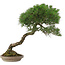 Pinus Thunbergii, 63 cm, ± 30 anni, in un vaso giapponese fatto a mano