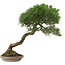 Pinus Thunbergii, 63 cm, ± 30 years old, in a handmade Japanese pot