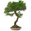 Pinus Thunbergii, 63 cm, ± 30 años, en maceta japonesa hecha a mano
