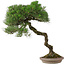 Pinus Thunbergii, 63 cm, ± 30 años, en maceta japonesa hecha a mano