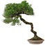 Pinus Thunbergii, 63 cm, ± 30 years old, in a handmade Japanese pot