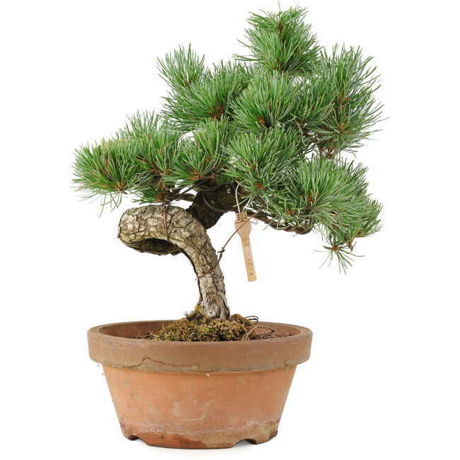 Pinus parviflora, 28 cm, ± 15 años