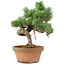 Pinus parviflora, 28 cm, ± 15 anni