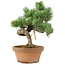 Pinus parviflora, 28 cm, ± 15 jaar oud