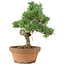 Pinus parviflora, 28 cm, ± 15 anni