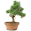 Pinus parviflora, 28 cm, ± 15 años