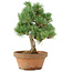 Pinus parviflora, 28 cm, ± 15 anni