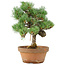 Pinus parviflora, 28 cm, ± 15 anni