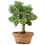 Pinus parviflora, 28 cm, ± 15 ans
