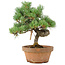Pinus parviflora, 28 cm, ± 15 años