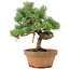 Pinus parviflora, 28 cm, ± 15 Jahre alt