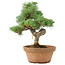 Pinus parviflora, 28 cm, ± 15 jaar oud