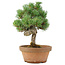 Pinus parviflora, 28 cm, ± 15 ans