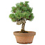 Pinus parviflora, 28 cm, ± 15 years old