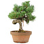 Pinus parviflora, 28 cm, ± 15 anni