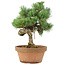 Pinus parviflora, 28 cm, ± 15 ans