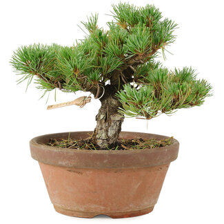 Pinus parviflora, 18 cm, ± 15 jaar oud