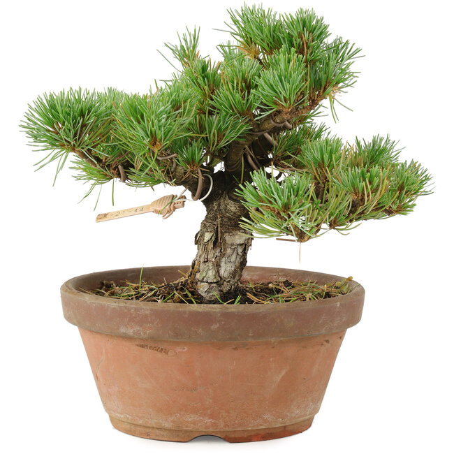 Pinus parviflora, 18 cm, ± 15 años