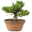 Pinus parviflora, 18 cm, ± 15 jaar oud