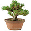 Pinus parviflora, 18 cm, ± 15 Jahre alt
