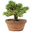 Pinus parviflora, 18 cm, ± 15 jaar oud