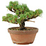 Pinus parviflora, 18 cm, ± 15 years old