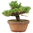 Pinus parviflora, 18 cm, ± 15 anni