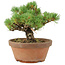 Pinus parviflora, 18 cm, ± 15 anni