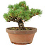 Pinus parviflora, 18 cm, ± 15 years old
