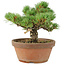 Pinus parviflora, 18 cm, ± 15 jaar oud