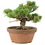 Pinus parviflora, 18 cm, ± 15 anni