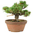 Pinus parviflora, 18 cm, ± 15 jaar oud