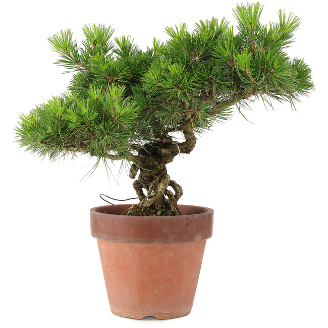 Pinus Thunbergii, 31 cm, ± 20 años