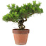 Pinus Thunbergii, 31 cm, ± 20 anni