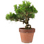 Pinus Thunbergii, 31 cm, ± 20 anni