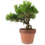 Pinus Thunbergii, 31 cm, ± 20 jaar oud