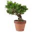 Pinus Thunbergii, 31 cm, ± 20 anni