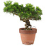 Pinus Thunbergii, 31 cm, ± 20 anni