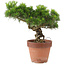 Pinus Thunbergii, 31 cm, ± 20 Jahre alt