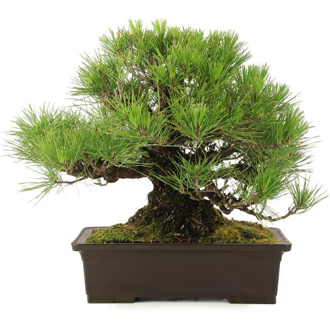 Pinus Thunbergii, 32 cm, ± 25 anni, in vaso con una piccola scheggiatura del bordo