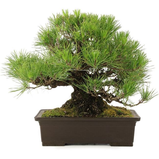 Pinus Thunbergii, 32 cm, ± 25 jaar oud, in pot met klein chipje van de rand