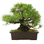 Pinus Thunbergii, 32 cm, ± 25 years old, in a pot with a small chip of the edge