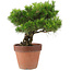 Pinus Thunbergii, 31 cm, ± 20 ans