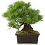 Pinus Thunbergii, 32 cm, ± 25 years old, in a pot with a small chip of the edge