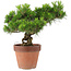Pinus Thunbergii, 31 cm, ± 20 ans