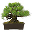 Pinus Thunbergii, 32 cm, ± 25 jaar oud, in pot met klein chipje van de rand