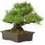 Pinus Thunbergii, 32 cm, ± 25 ans, en pot avec un petit éclat du bord